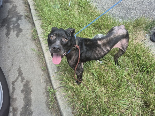 Shelter Stray Male Dog last seen Near BLOCK MACK AVE, DETROIT, MI 48215, 7401 Chrysler Dr, Detroit, MI 48211, USA