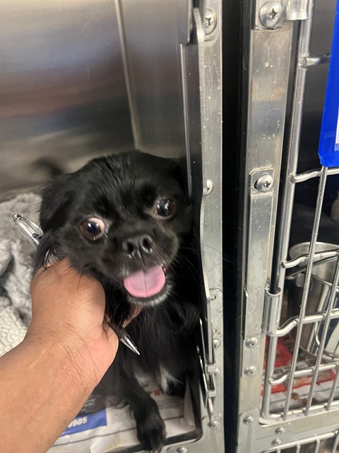 Shelter Stray Male Dog last seen Near BLOCK FRANCISCAN DR, FAYETTEVILLE NC 28306, 4704 Corporation Dr, Fayetteville, NC 28306, USA