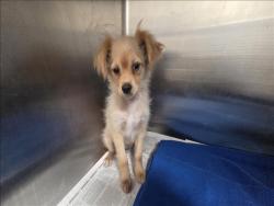 Shelter Stray Unknown Dog last seen , 3201 Lacy St, Los Angeles, CA 90031, USA