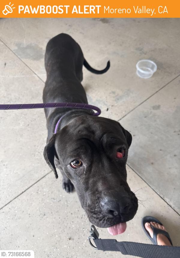 Found/Stray Male Dog last seen Eucalyptus/Frederick, Moreno Valley, CA 92553