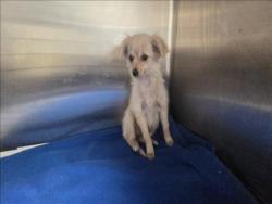 Shelter Stray Unknown Dog last seen , 3201 Lacy St, Los Angeles, CA 90031, USA