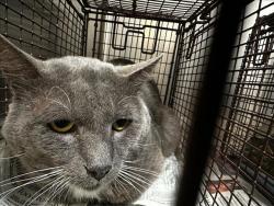 Shelter Stray Unknown Cat last seen , 3201 Lacy St, Los Angeles, CA 90031, USA