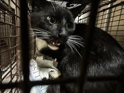 Shelter Stray Unknown Cat last seen , 3201 Lacy St, Los Angeles, CA 90031, USA