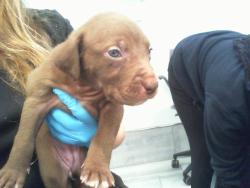 Shelter Stray Female Dog last seen CHARLOTTE, 8315 Byrum Dr, Charlotte, NC 28217, USA