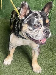 Shelter Stray Male Dog last seen , 5210 W Ave I, Lancaster, CA 93536, USA