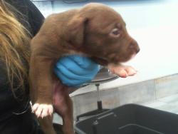 Shelter Stray Female Dog last seen CHARLOTTE, 8315 Byrum Dr, Charlotte, NC 28217, USA