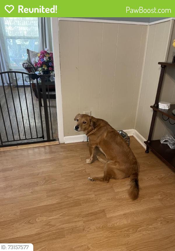 Reunited Female Dog last seen Central Ave, Kansas City, KS, USA, Kansas City, KS 66105