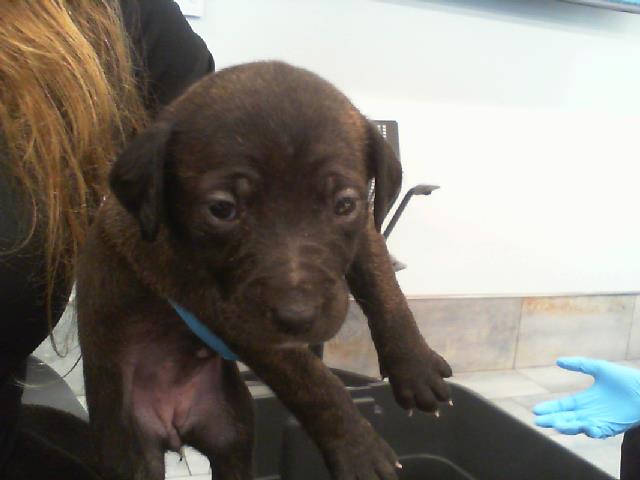 Shelter Stray Female Dog last seen CHARLOTTE, 8315 Byrum Dr, Charlotte, NC 28217, USA