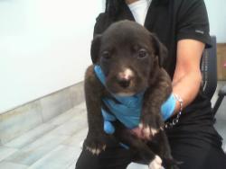 Shelter Stray Female Dog last seen CHARLOTTE, 8315 Byrum Dr, Charlotte, NC 28217, USA