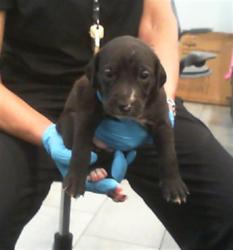 Shelter Stray Female Dog last seen CHARLOTTE, 8315 Byrum Dr, Charlotte, NC 28217, USA