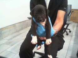 Shelter Stray Female Dog last seen CHARLOTTE, 8315 Byrum Dr, Charlotte, NC 28217, USA