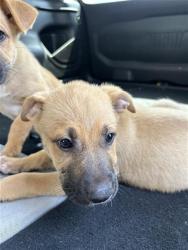 Shelter Stray Male Dog last seen ROSEDALE PARK, 4710 TX-151, San Antonio, TX 78227, USA