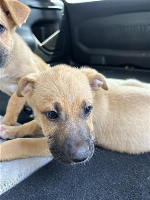 Shelter Stray Male Dog last seen ROSEDALE PARK, 4710 TX-151, San Antonio, TX 78227, USA