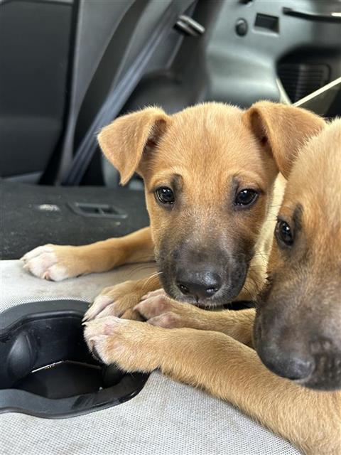 Shelter Stray Male Dog last seen ROSEDALE PARK, 4710 TX-151, San Antonio, TX 78227, USA