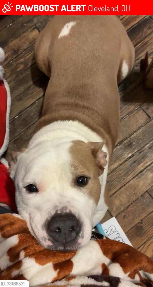 Lost Female Dog last seen W85th by family dollar, Cleveland, OH 44102