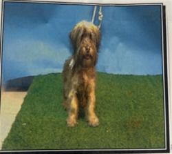 Shelter Stray Male Dog last seen , 957 N Gaffey St, San Pedro, CA 90731, USA