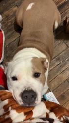 Lost Female Dog last seen W85th by family dollar, Cleveland, OH 44102