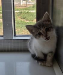 Shelter Stray Unknown Cat last seen Near BLOCK WASHINGTON AVE, 12155 Park Blvd, Brighton, CO 80601, USA
