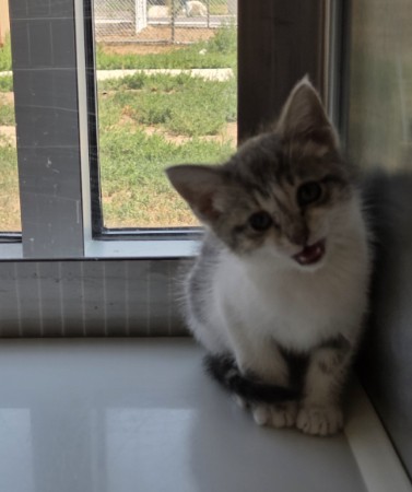 Shelter Stray Unknown Cat last seen Near BLOCK WASHINGTON AVE, 12155 Park Blvd, Brighton, CO 80601, USA