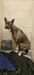 Shelter Stray Male Dog last seen Near BLOCK RHONDA SW, 11800 Sunset Gardens Rd SW, Albuquerque, NM 87121, USA