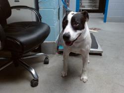 Shelter Stray Male Dog last seen Near BLOCK MOLINO CT SW, 11800 Sunset Gardens Rd SW, Albuquerque, NM 87121, USA