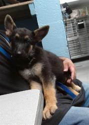 Shelter Stray Female Dog last seen Near BLOCK BUENA VISTA, 11800 Sunset Gardens Rd SW, Albuquerque, NM 87121, USA
