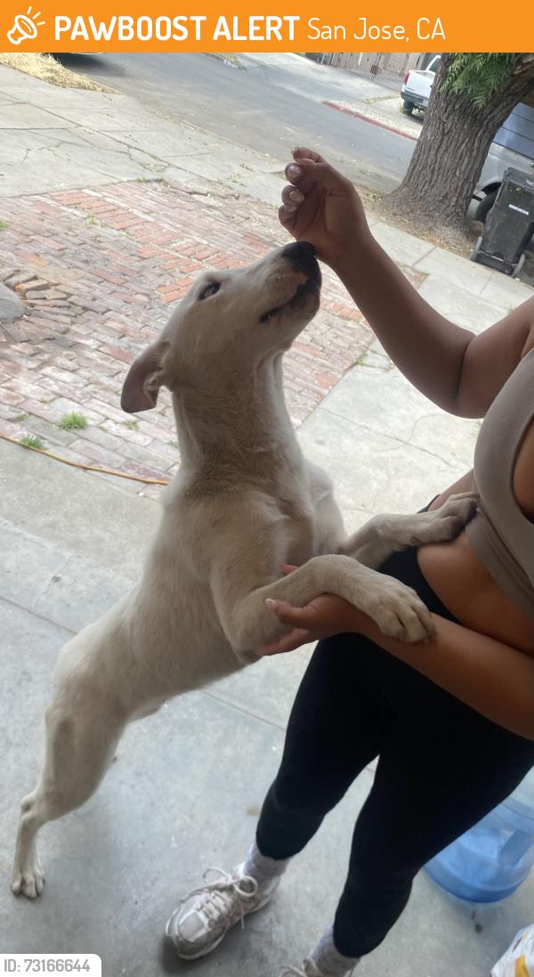 Found/Stray Female Dog last seen Monterey st, San Jose, CA 95112