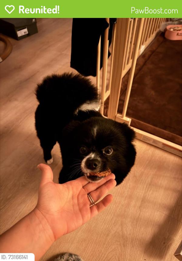 Reunited Male Dog last seen Homes, Bloomfield, NJ 07003