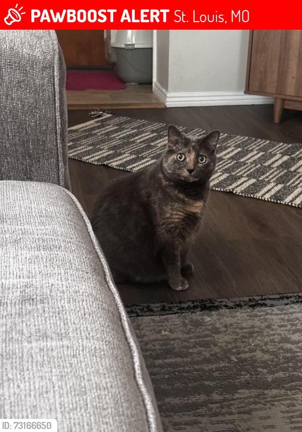 Lost Female Cat last seen Robert Ave, St. Louis, MO 63109