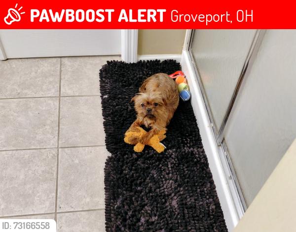 Lost Male Dog last seen S. Hamilton Rd, Groveport, OH 43125