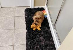 Lost Male Dog last seen S. Hamilton Rd, Groveport, OH 43125