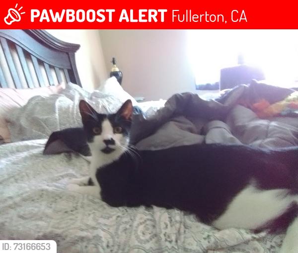 Lost Male Cat last seen Deerpark drive and placentia ave, Fullerton, CA 92831