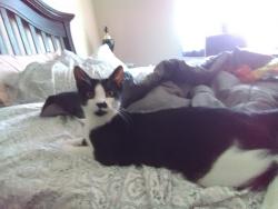 Lost Male Cat last seen Deerpark drive and placentia ave, Fullerton, CA 92831