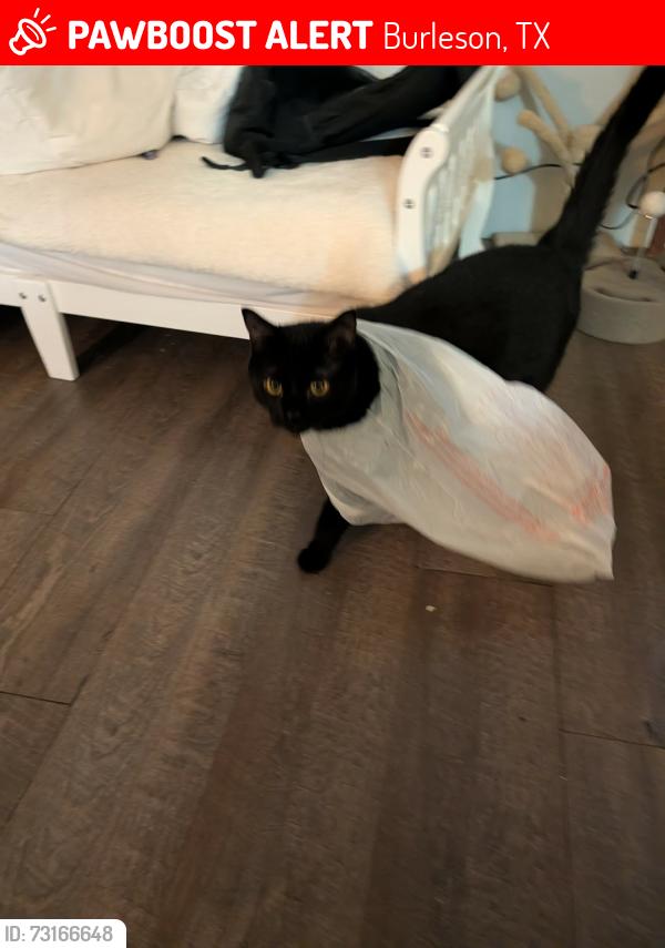 Lost Male Cat last seen Near and Bethesda, Burleson, TX 76028