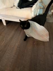 Lost Male Cat last seen Near and Bethesda, Burleson, TX 76028