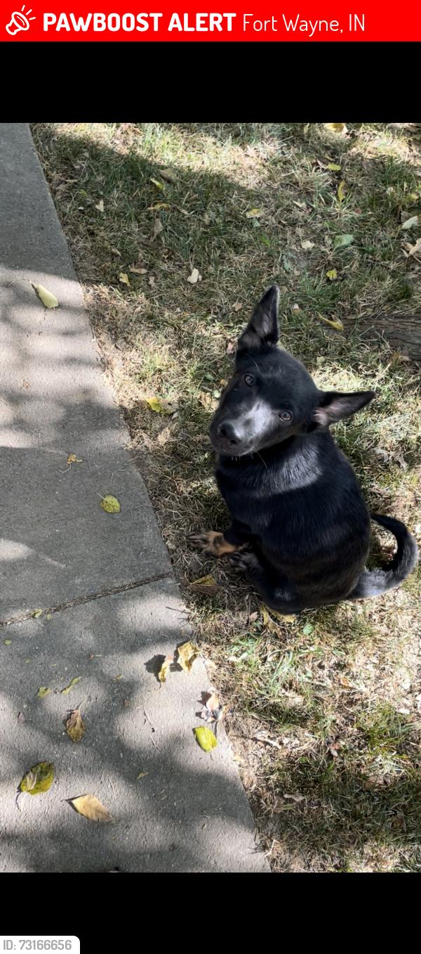 Lost Male Dog last seen St.Mary church, Fort Wayne, IN 46802