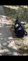 Lost Male Dog last seen St.Mary church, Fort Wayne, IN 46802