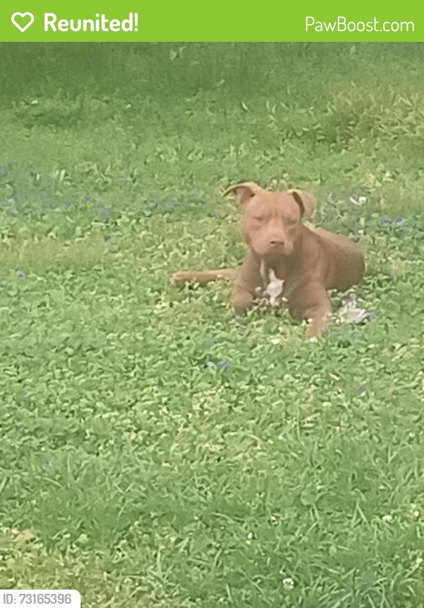 Reunited Male Dog last seen Johnson boulevard Cleveland Tennessee, Cleveland, TN 37311