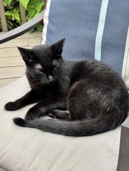 Found/Stray Female Cat last seen Cloverdale Ln and Walnut Ln, Schaumburg, IL 60194