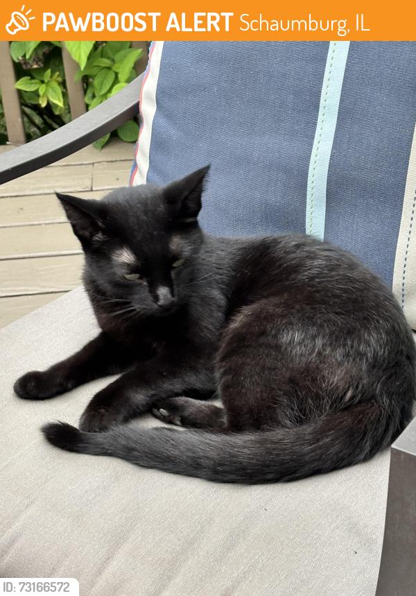 Found/Stray Female Cat last seen Cloverdale Ln and Walnut Ln, Schaumburg, IL 60194