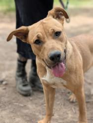 Lost Female Dog last seen Shore acres rd, Loon Lake, WA 99148