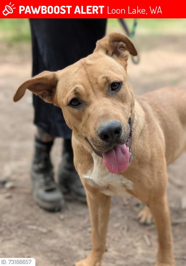Lost Female Dog last seen Shore acres rd, Loon Lake, WA 99148