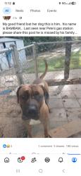 Lost Male Dog last seen Ambassador dr, Lithia Springs, GA 30122