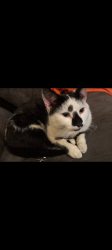 Lost Male Cat last seen Dalton Pike /farris/ oulet, Cleveland, TN 37311