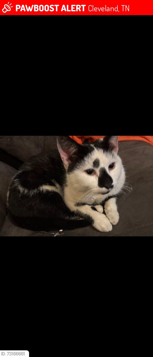 Lost Male Cat last seen Dalton Pike /farris/ oulet, Cleveland, TN 37311