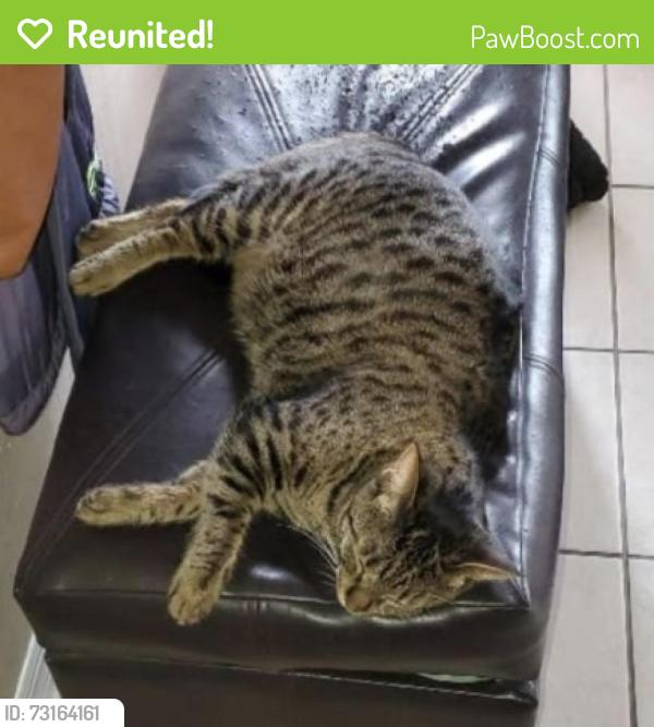 Reunited Male Cat last seen Near NE 18TH AVE, Cape Coral, FL 33909