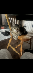 Lost Female Cat last seen Franklin Public School, Kitchener, ON 