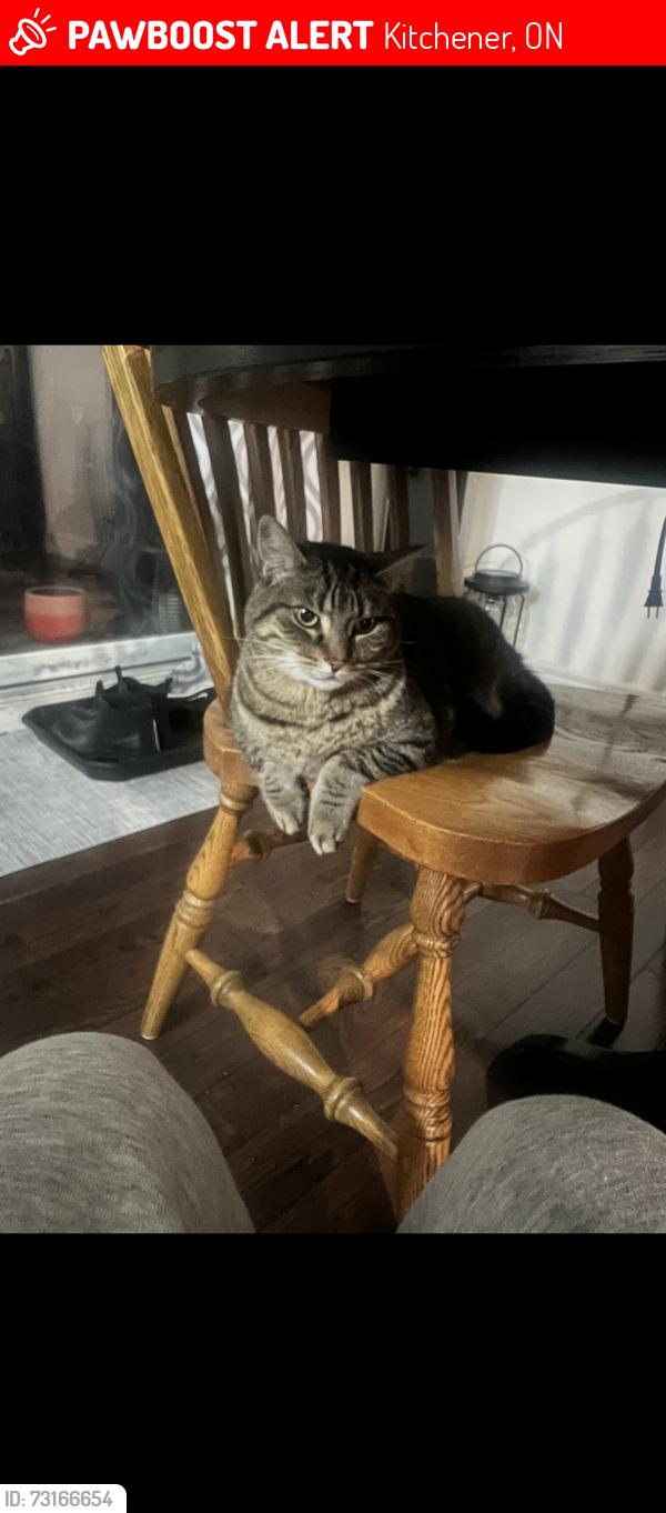 Lost Female Cat last seen Franklin Public School, Kitchener, ON 