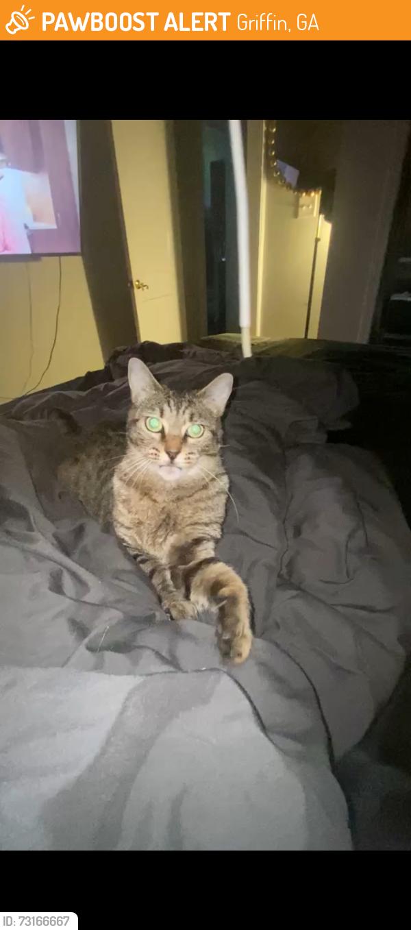 Found/Stray Female Cat last seen E collage st, Griffin, GA 30224