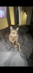 Found/Stray Female Cat last seen E collage st, Griffin, GA 30224